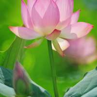Qigong - Meditation für unruhige Geister